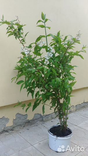 Дейция шершавая