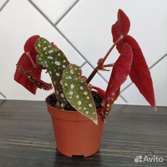 Бегония Макулата в горшке