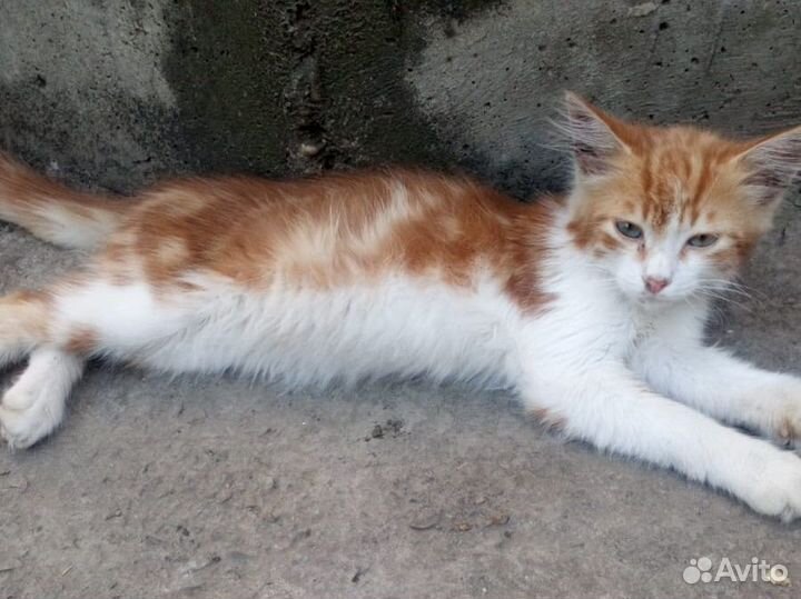 Рыжий котенок