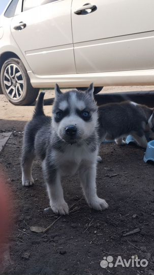 Щенки сибирской хаски