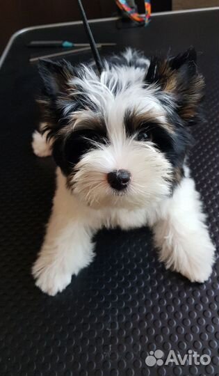 Бивер терьер щенки