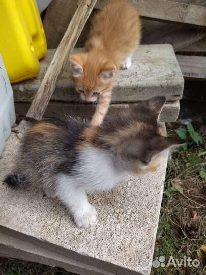 Котята в добрые руки бесплатно