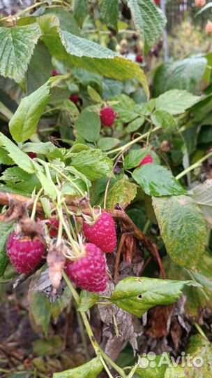 Малина летние сорта