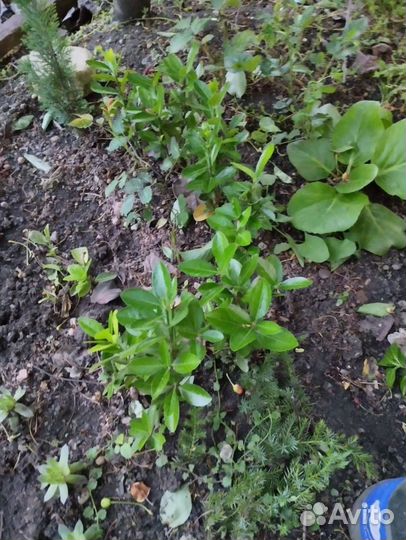 Самшит сортовой