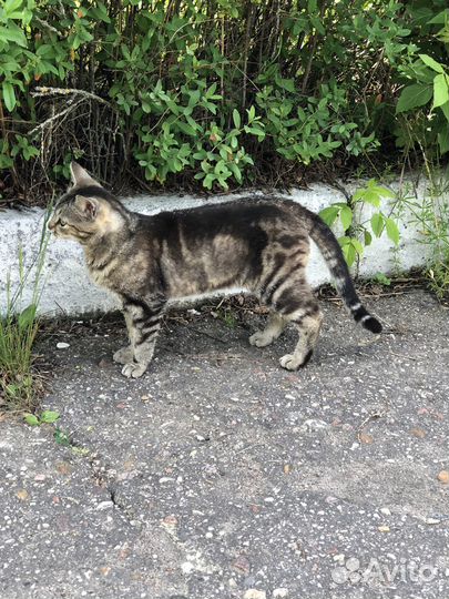 Котик бесплатно в добрые руки