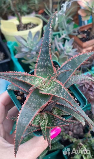 Суккуленты