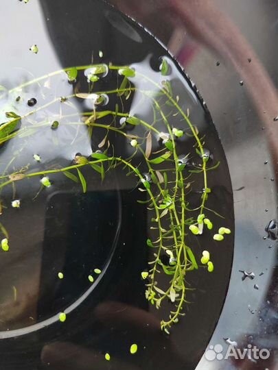 Водные растения