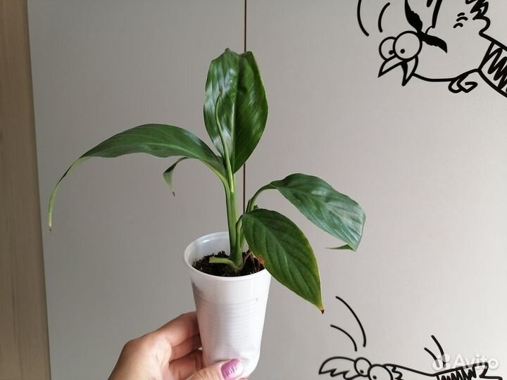 Каллизии, Спатифиллум,фикус, Сциндапсус Неон