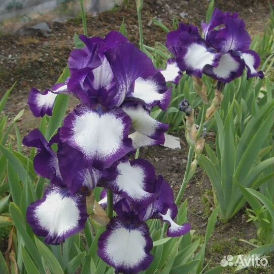 Ирисы сортовые