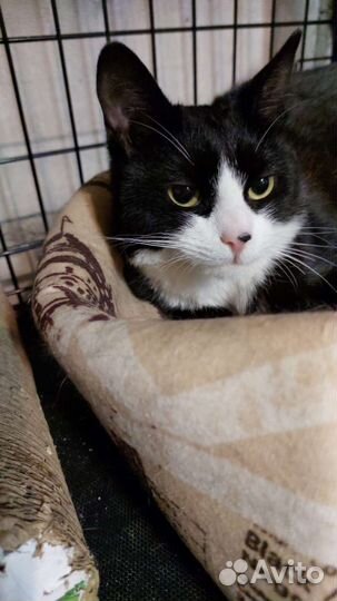 Молоденькая черно-белая кошечка