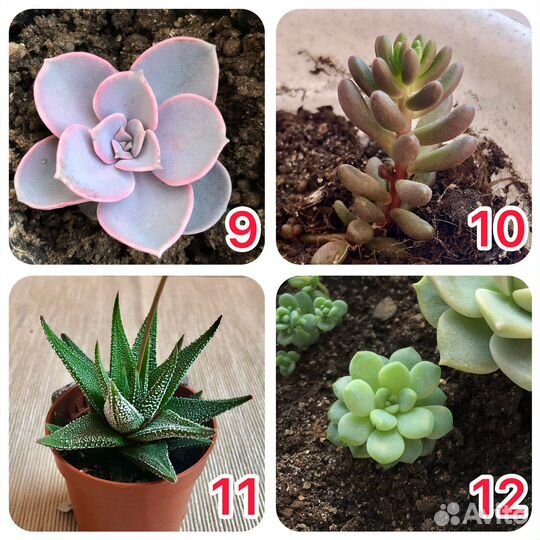 Суккуленты