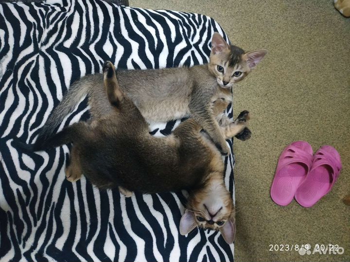 Абиссинские котята