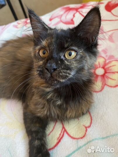 Кошечка помесь Мейн-кун