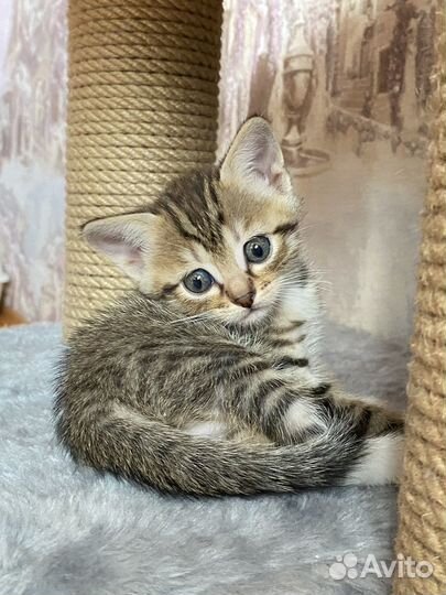 Котятки шотланской вислоухой
