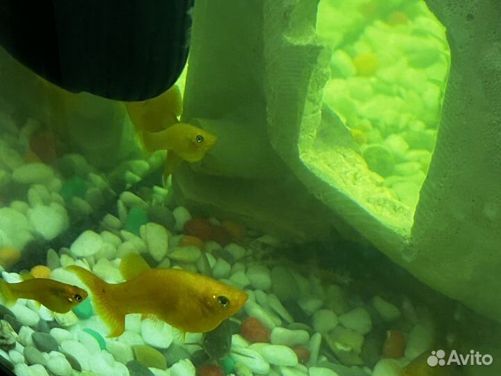 Аквариумные рыбки моллинезии золотые/оранжевые