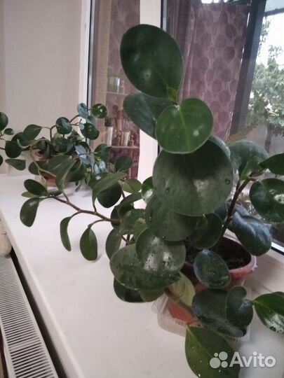 Цветок долларовый