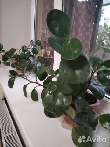 Цветок долларовый