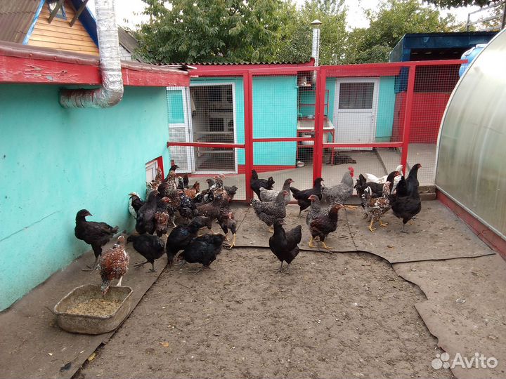 Индоутки, куры и петушки возраст 6 месяцев