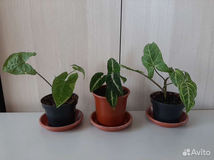 Сингониумы