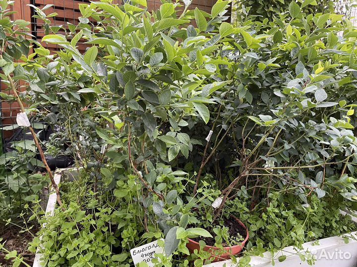 Саженцы голубики и клюквы