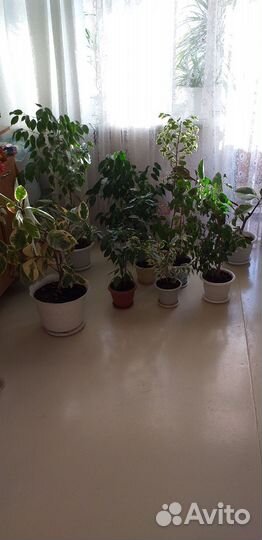 Фикус, пальма