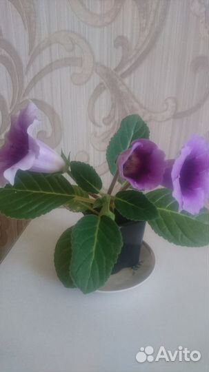 Продам глоксиния