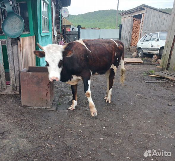 Коровы и телки