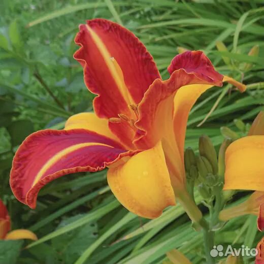 Продам лилейники