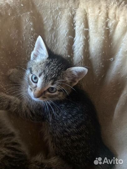 Котята