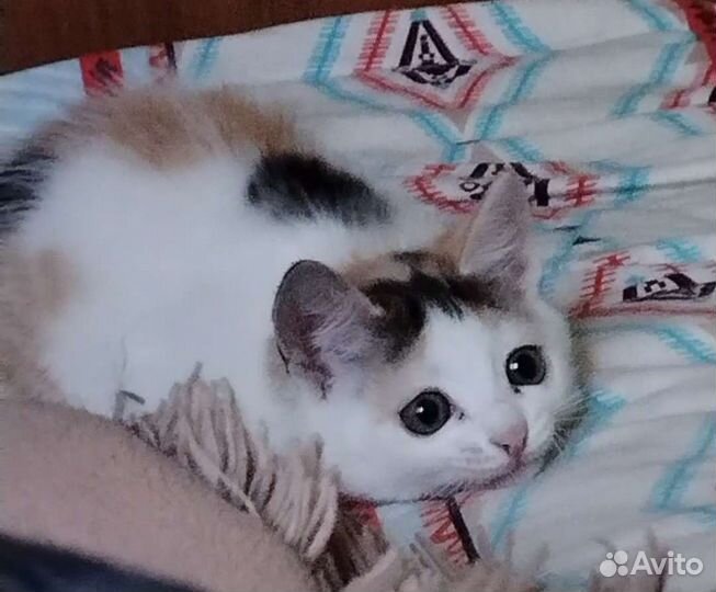 Котенок