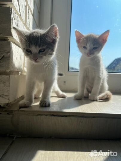 Отдам котят в добрые руки бесплатно