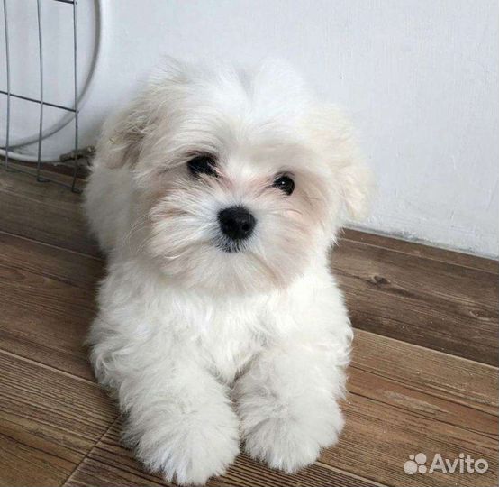 Мальтипу мини ф1 сладкий медвежонок