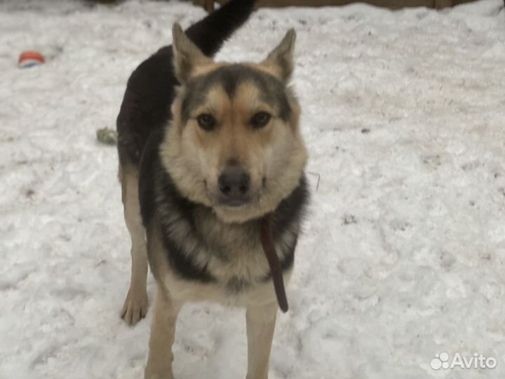 Отдаю собаку Умку в добрые руки