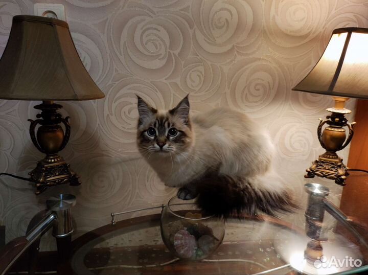 Кот Невский Маскарадный, вязка