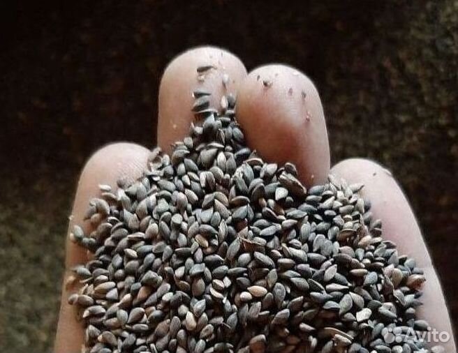 Доставка семян лиственницы