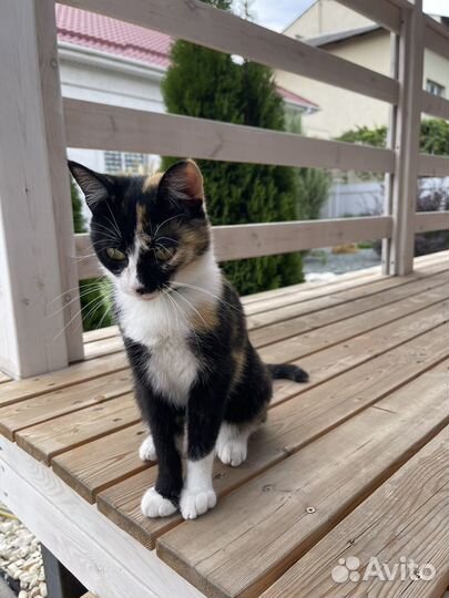 Отдам в добрые руки кошку