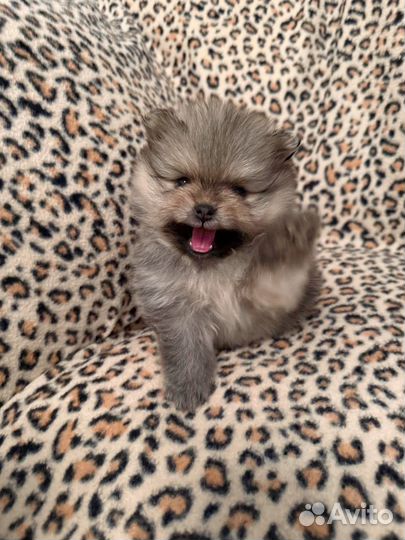 Померанские шпицы