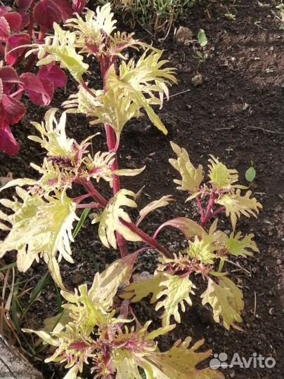 Излишки колеусов. Три сорта