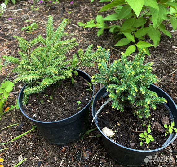 Ель нидиформис