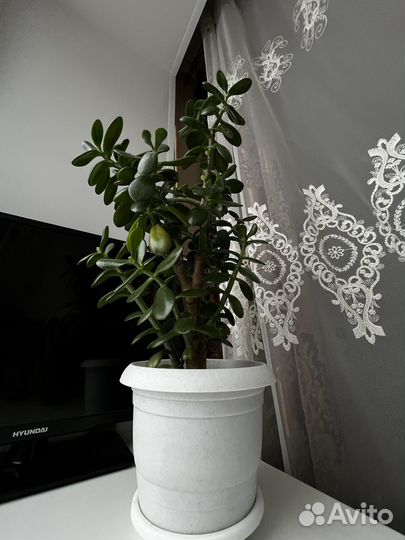 Цветок толстянка