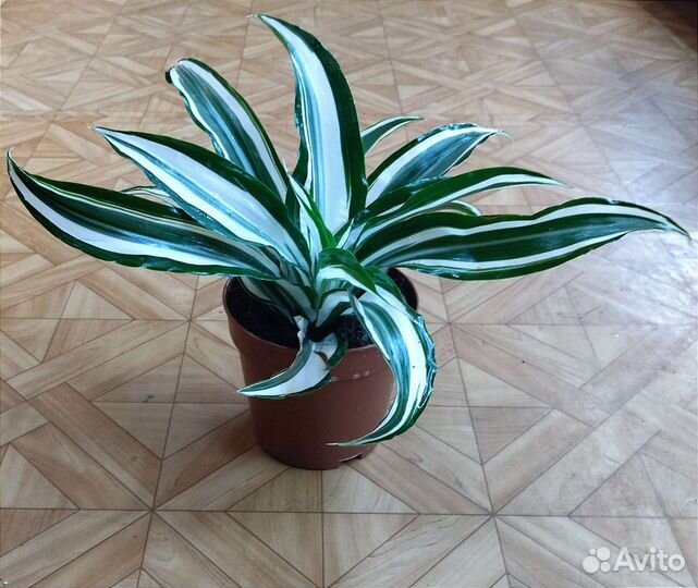 Драцена Фрагранс Грин Уайт/ Dracaena Green White