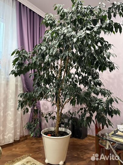 Фикус Бенджамина