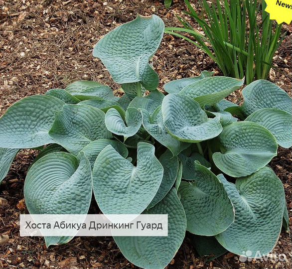 Хосты сортовые