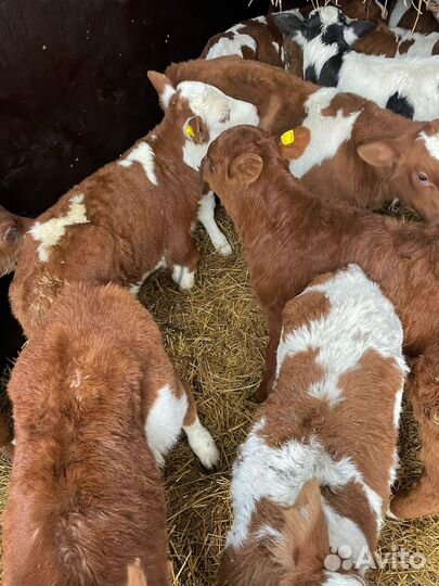 Ч Телята бычки