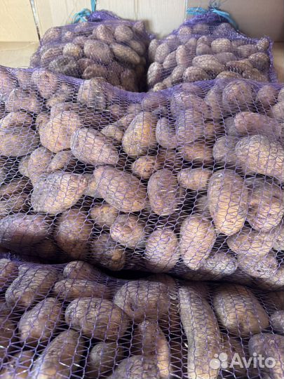 Продам картофель домашний
