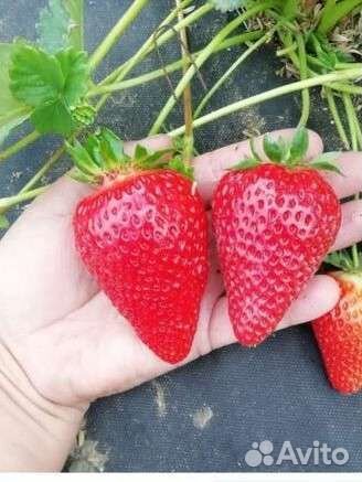 Рассада клубники Крапо 10