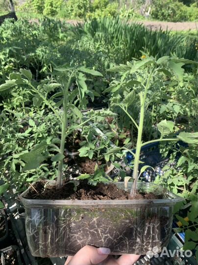 Рассада помидор