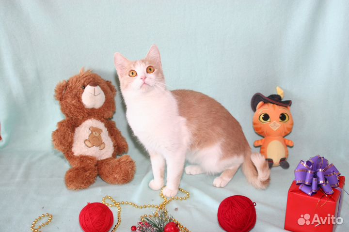 Кошка Кэт в добрые руки