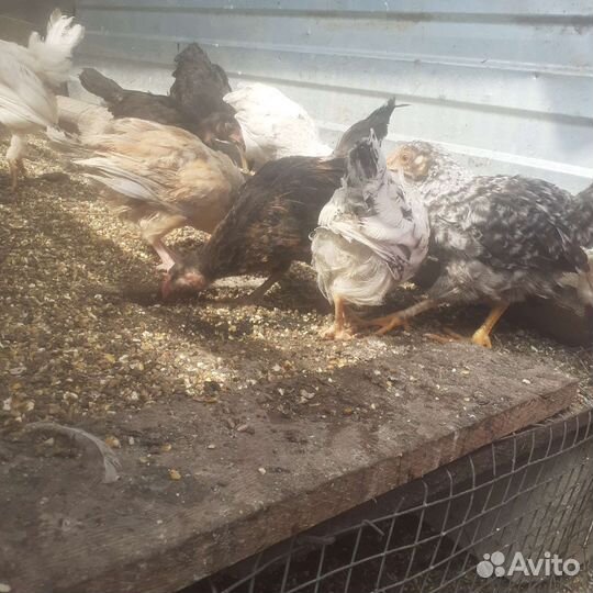 Куры несушки