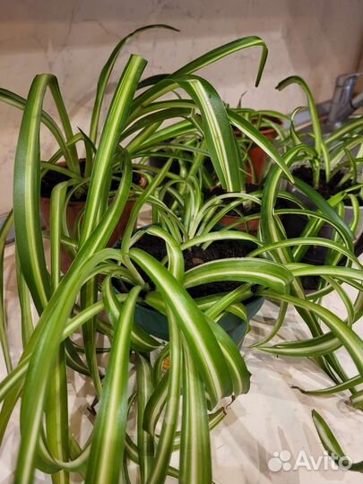 Хлорофитум кудрявый